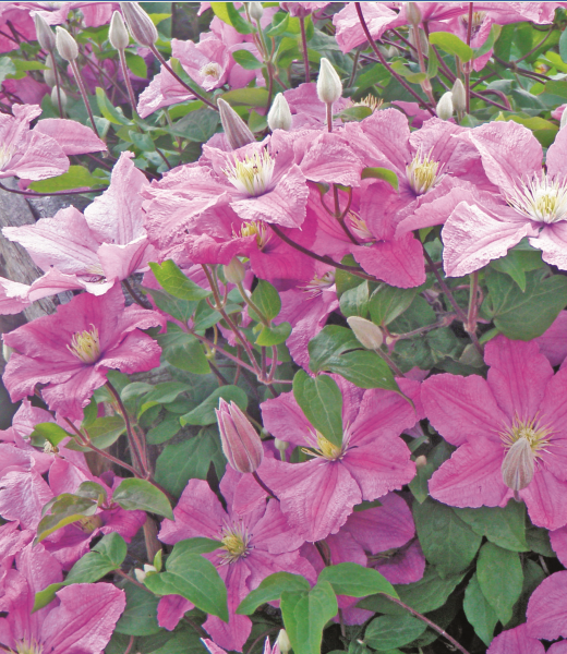 Chesterfield in Bloom