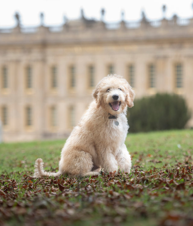 Chatswoof Chatsworth House