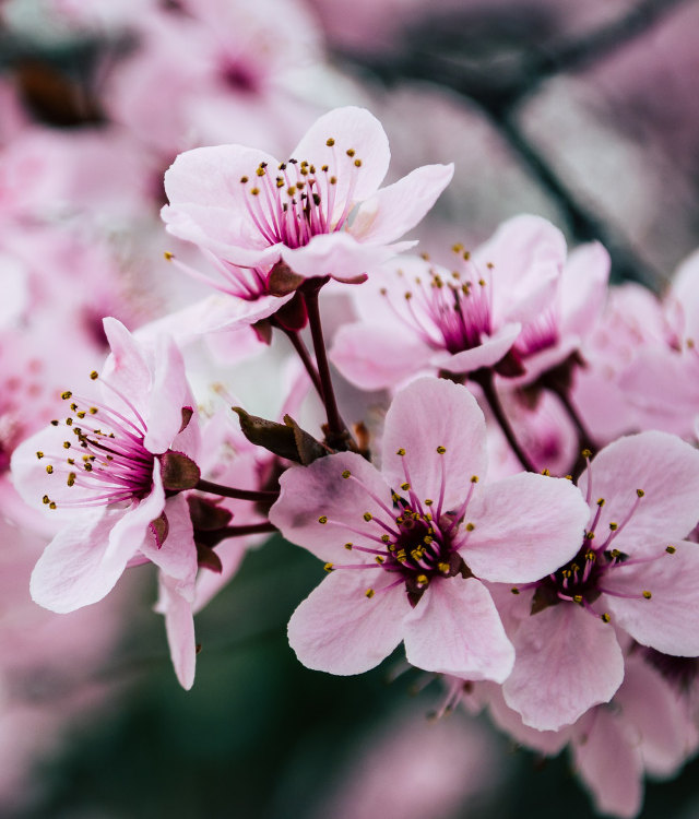 Derbyshire Chesterfield schools Japan Cherry tree