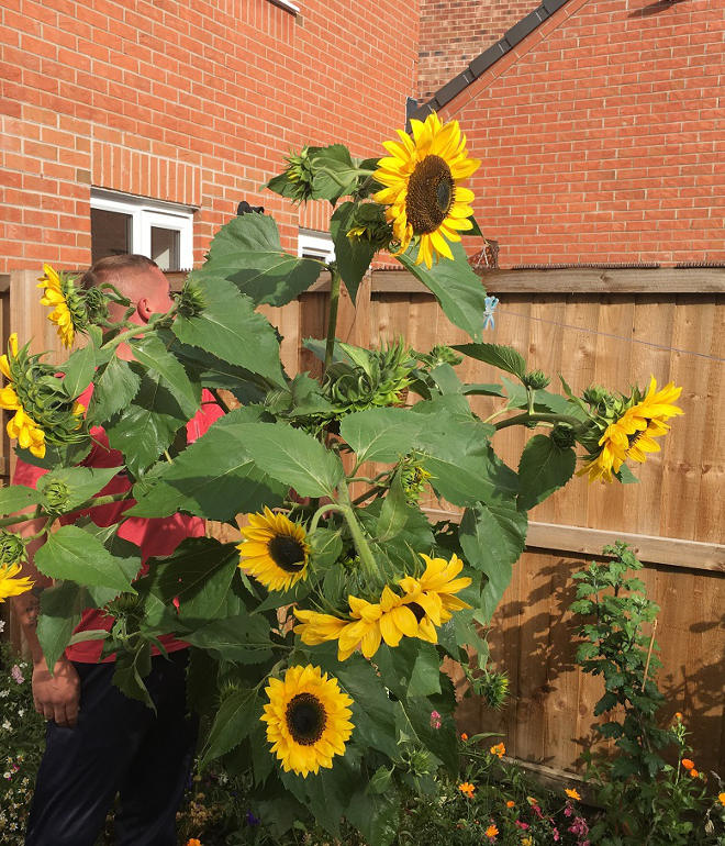 Chesterfield in Bloom