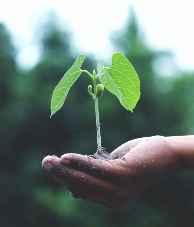 green environment tree plant