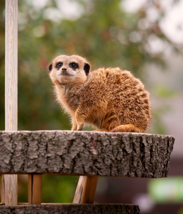 Meerkats at Matlock Farm Park
